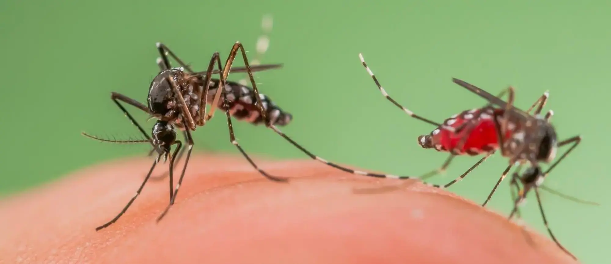 Interventi di lotta contro le zanzare e prevenzione e controllo dell'infezione da West Nile Virus